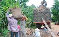 Quy hoạch lại diện tích giảm mía, tăng mì ở Tây Ninh 